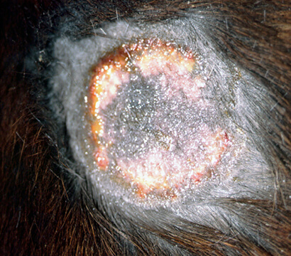 R&eacute;ponse inflammatoire