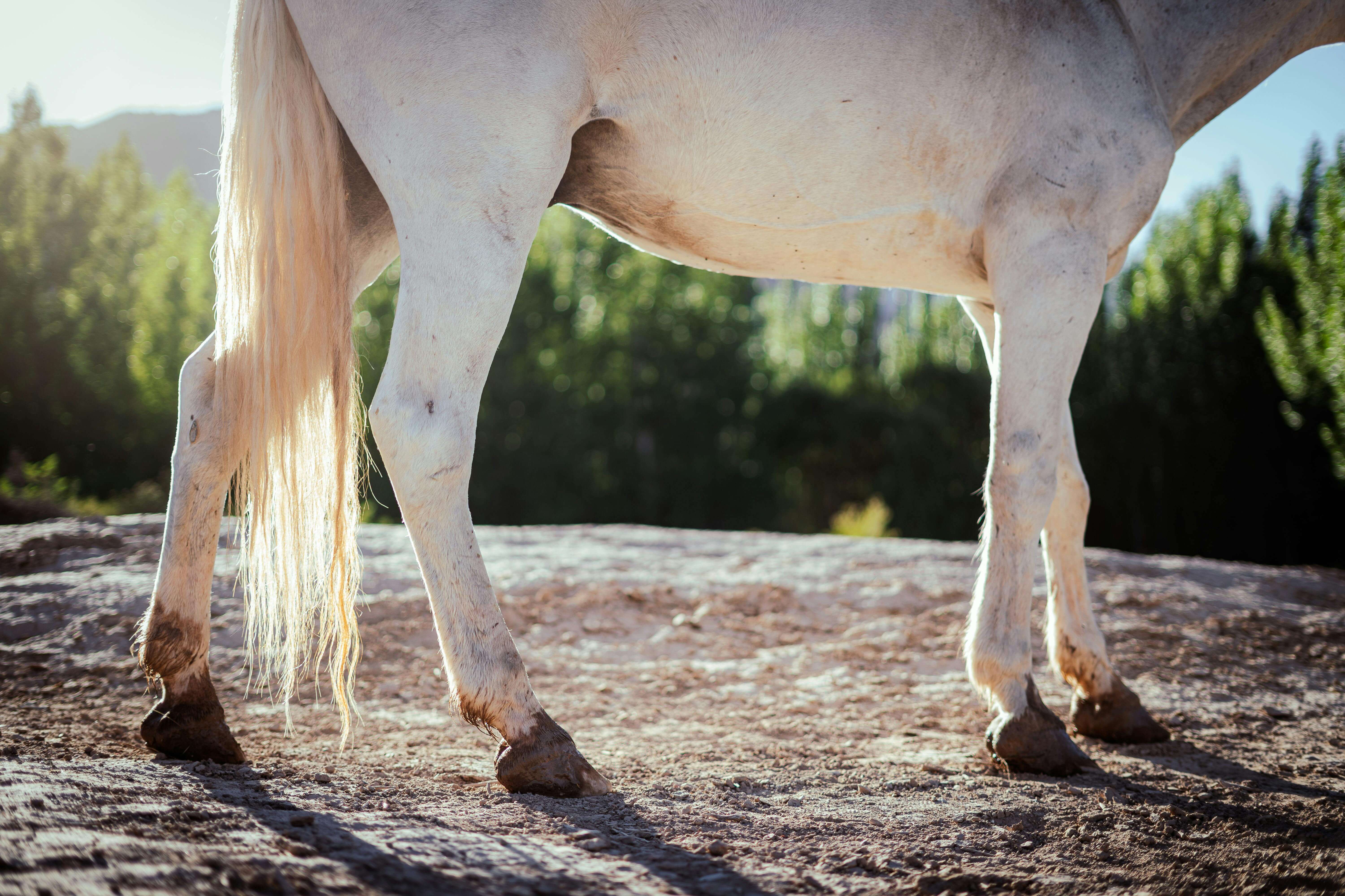Ligne ventrale du cheval : comprendre et gérer les piqûres d’insectes ...