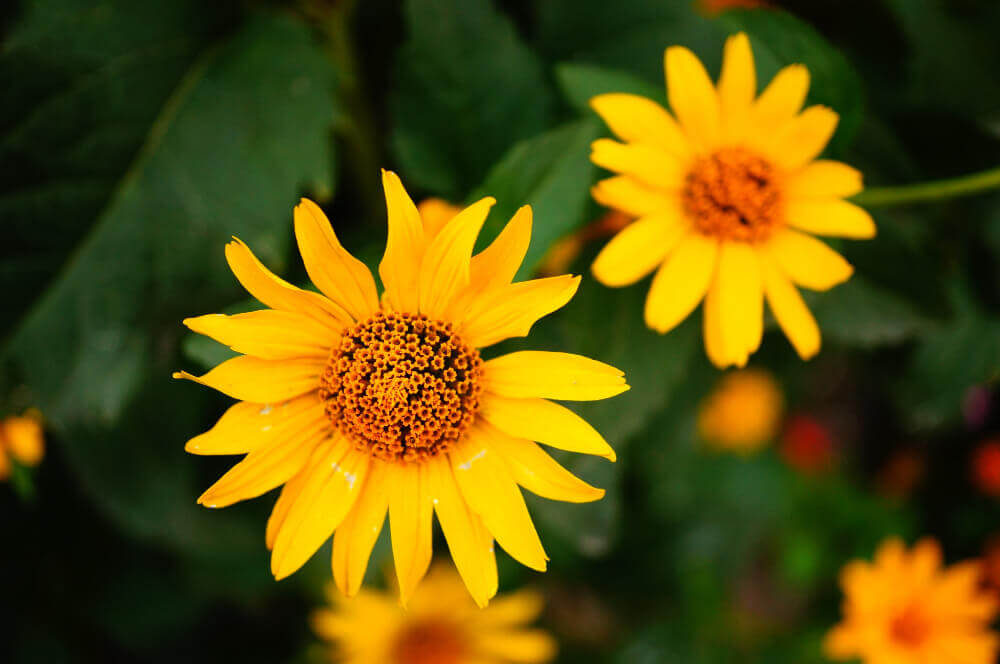 arnica anti-inflammatoire cheval