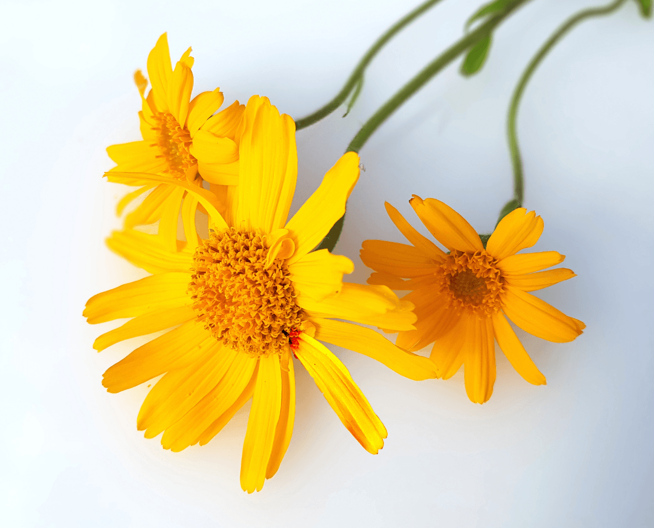 arnica d&eacute;contractant musculaire cheval