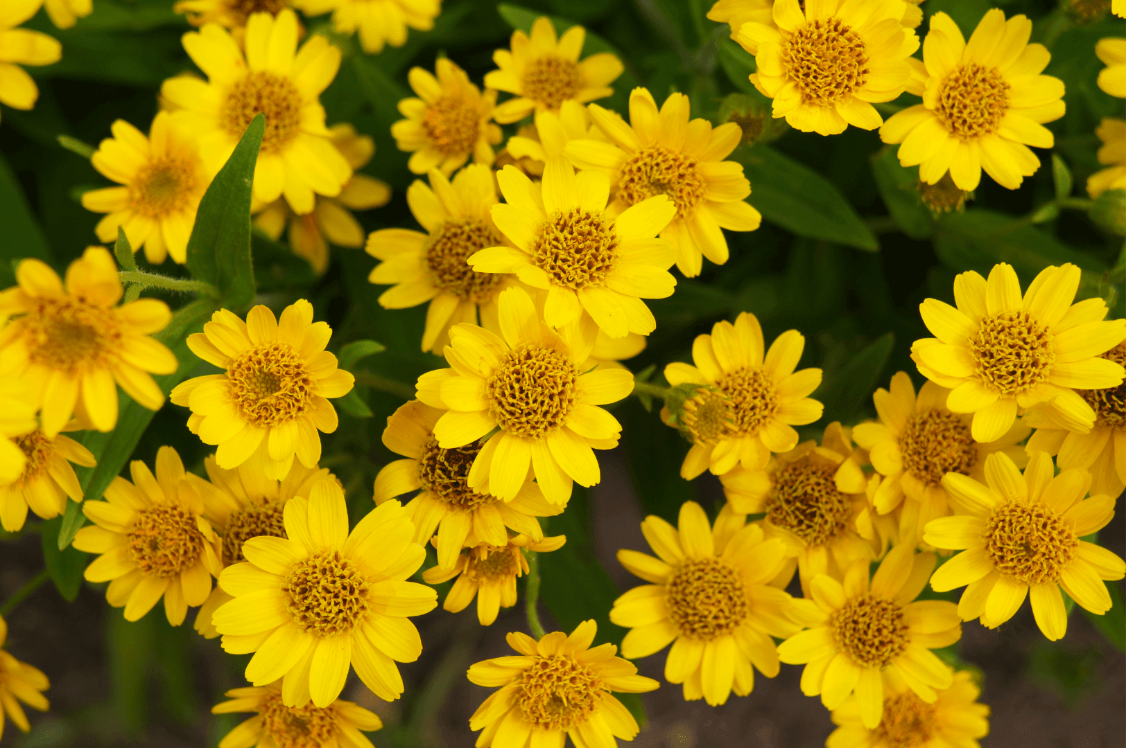 arnica antalgique cheval
