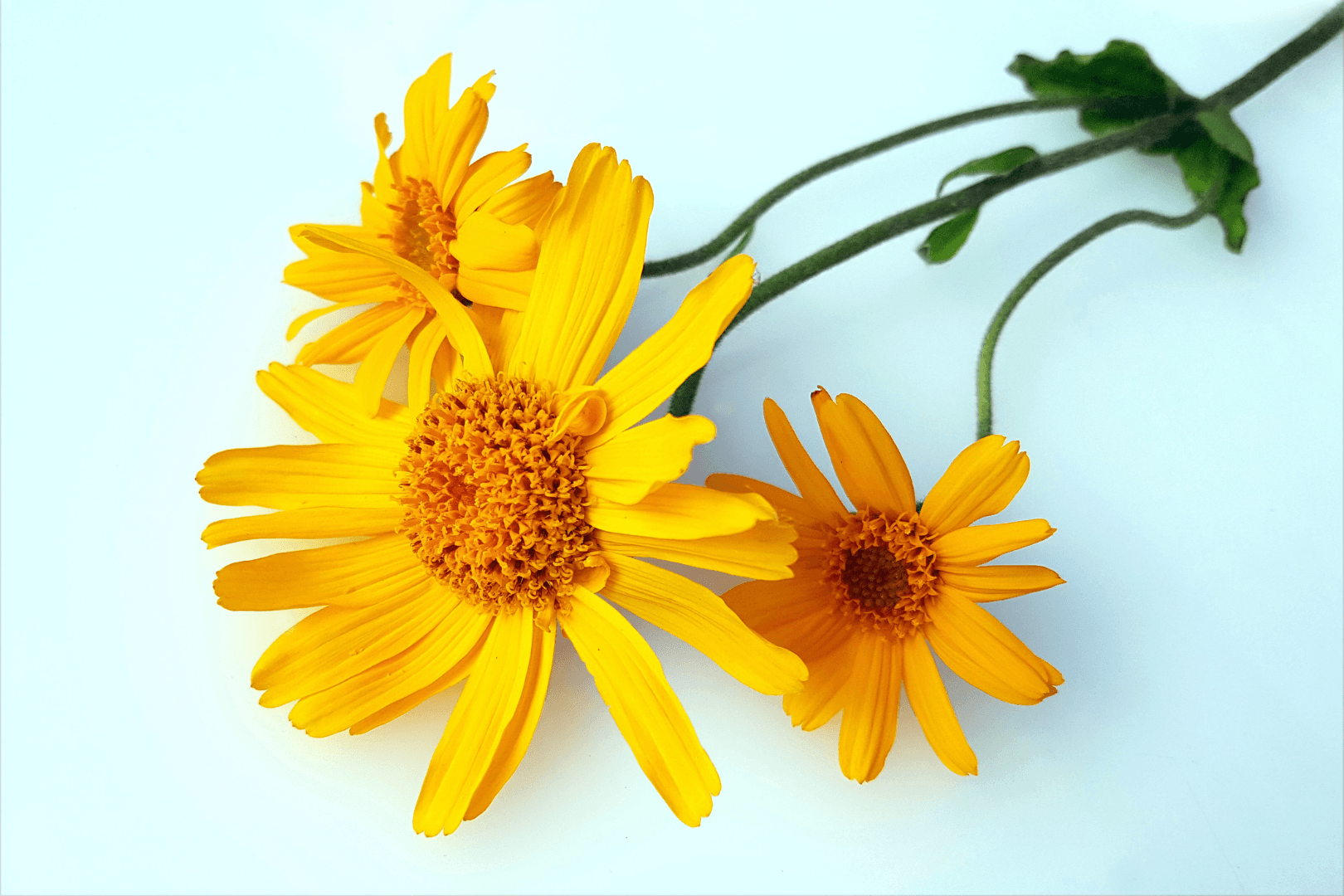 arnica r&eacute;sorbant cheval