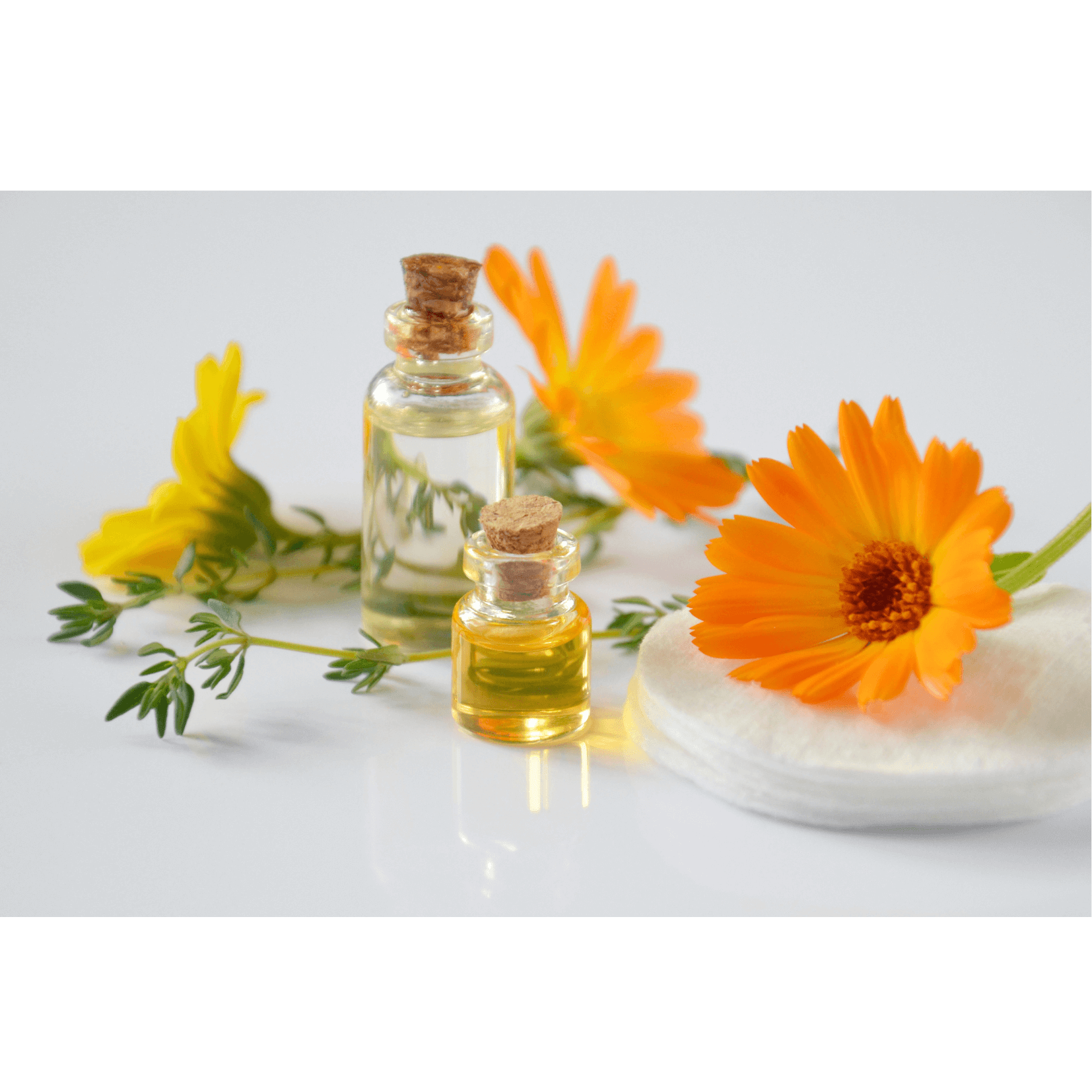 Heilung Wunden Pferd Ringelblume 