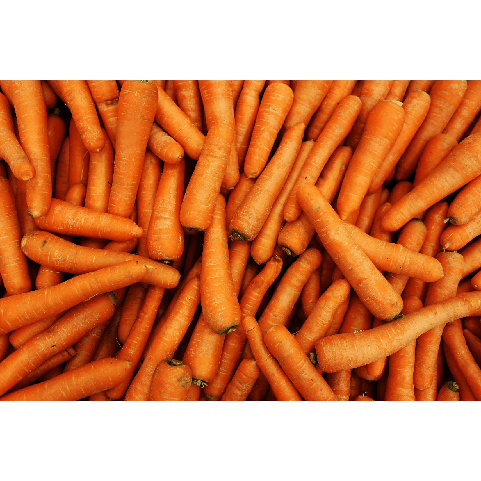 Karottensamen&ouml;l Wundheilung Pferde