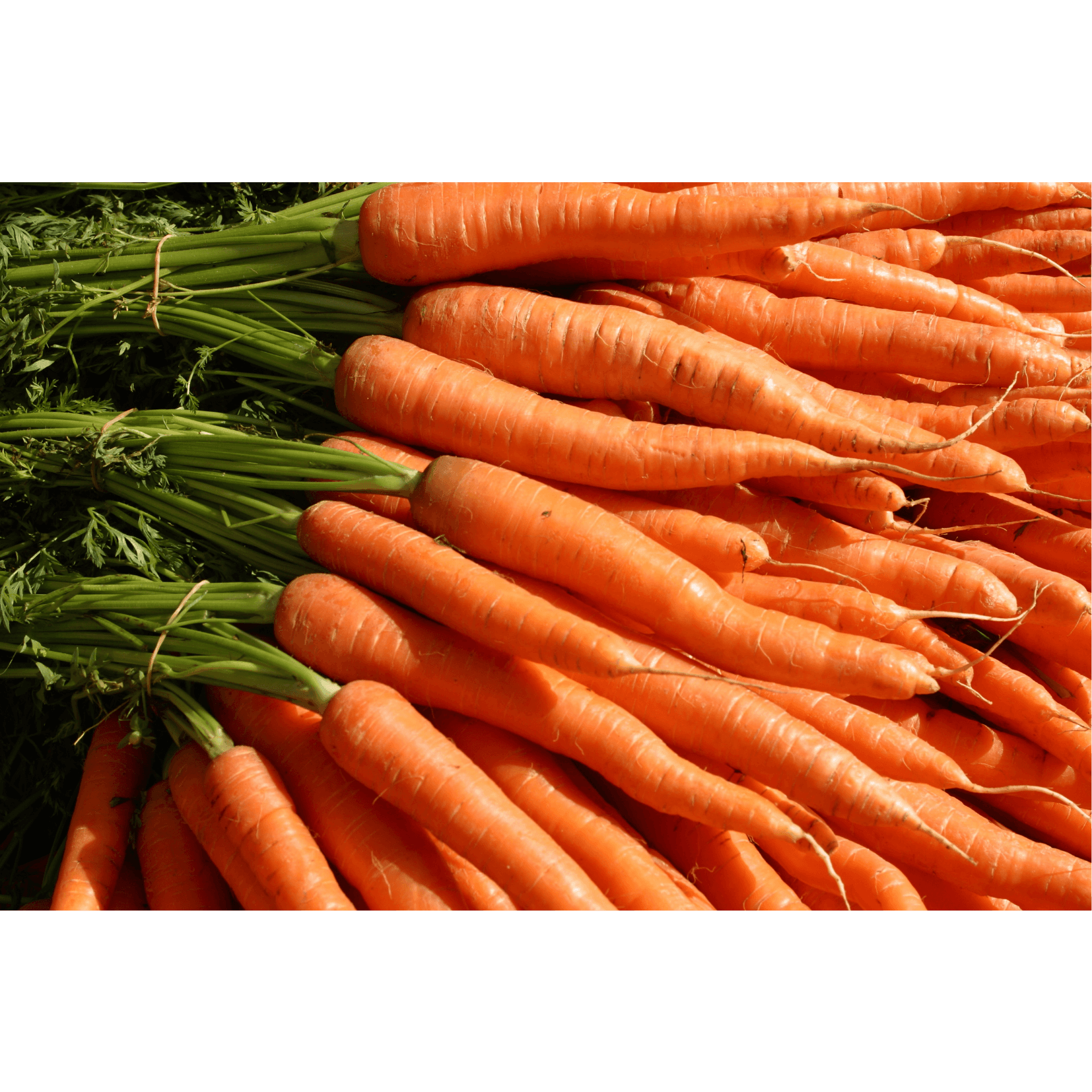 Karottensamen&ouml;l entz&uuml;ndungshemmend Pferde