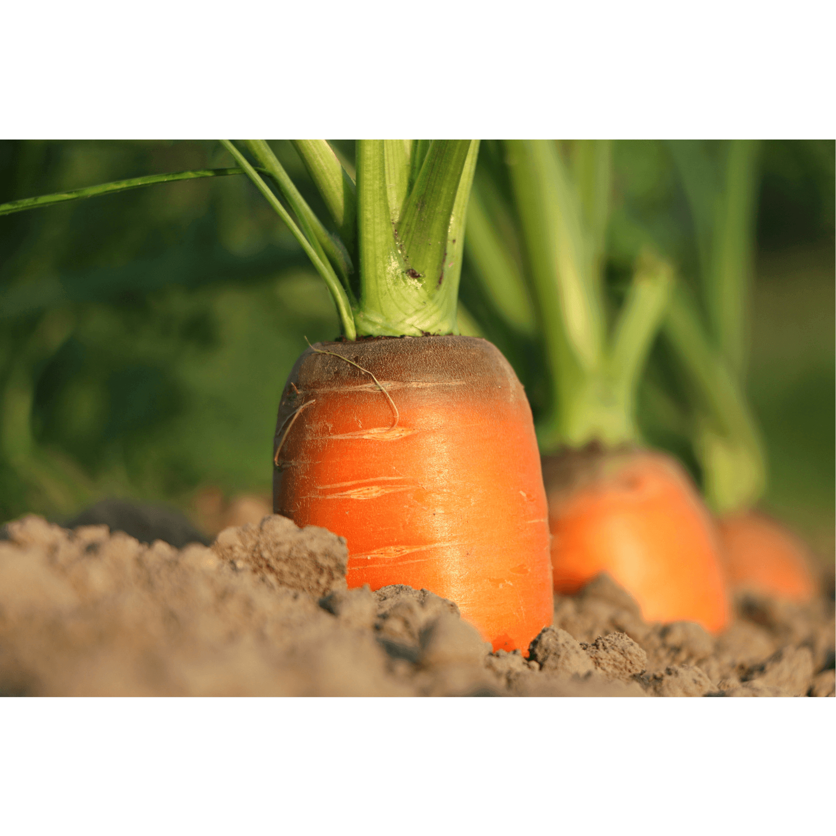 Karottensamen&ouml;l Schutz vor freien Radikalen Pferde