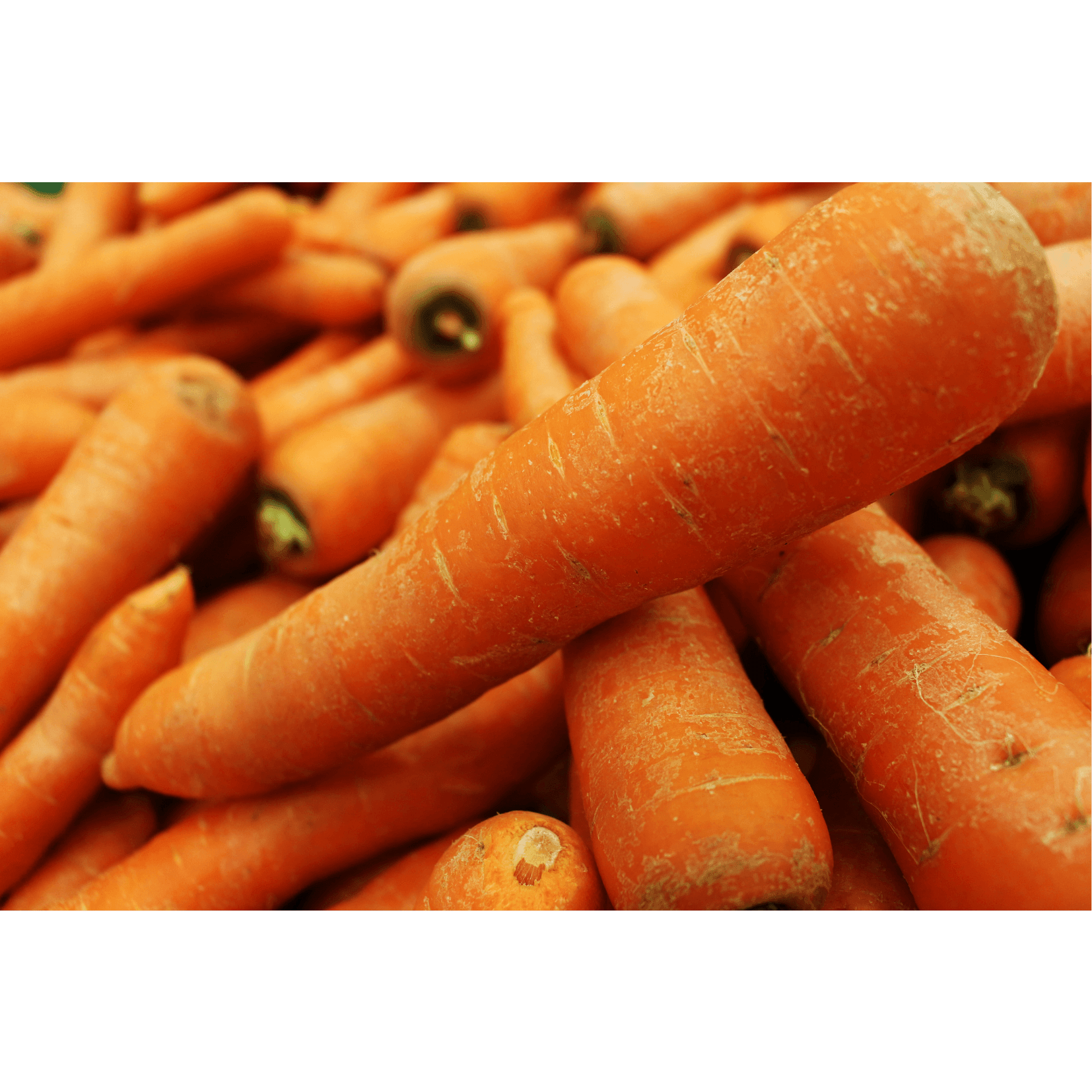 Karottensamen&ouml;l Regeneration Pferde