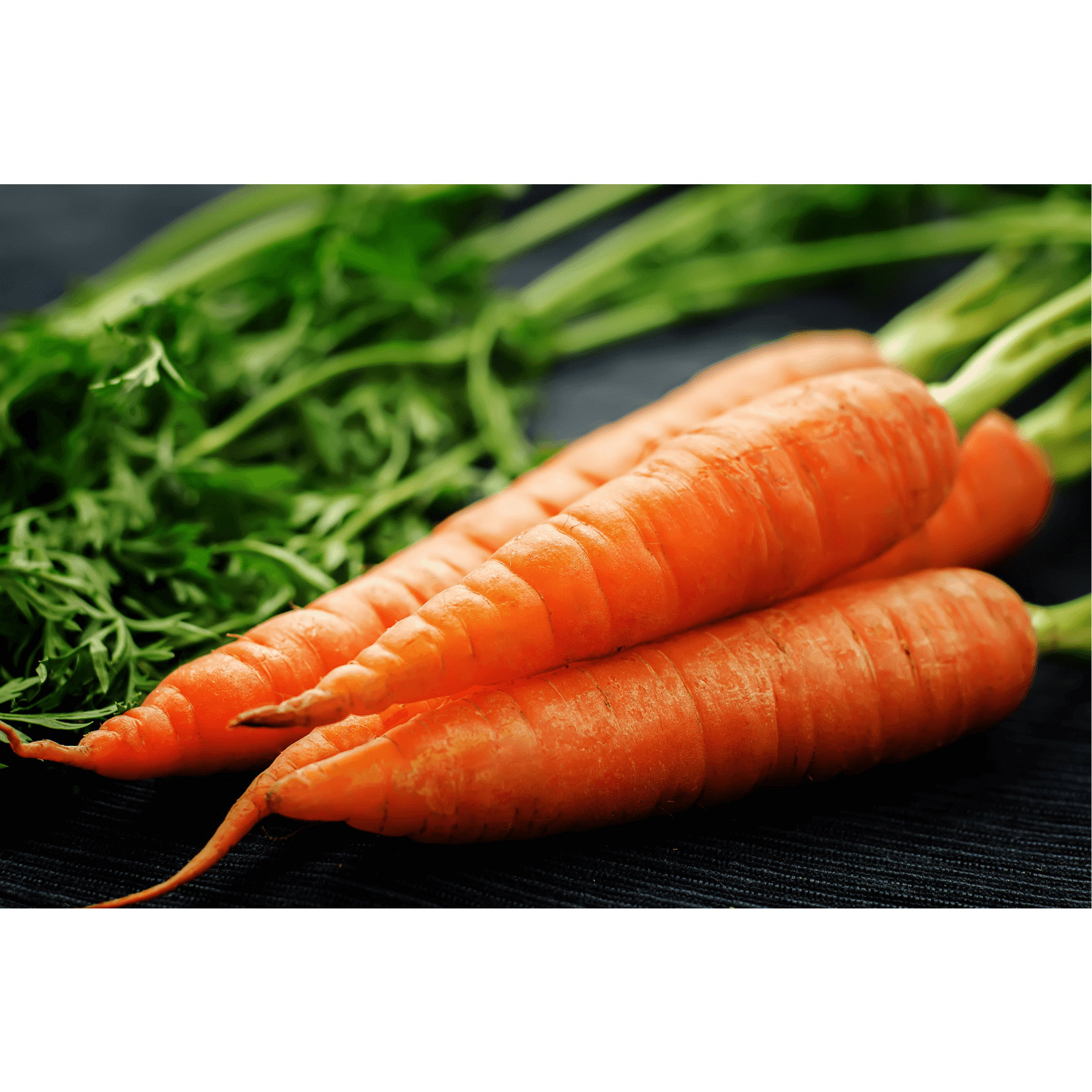 Karottensamen&ouml;l Antimikrobielle Eigenschaften Pferde