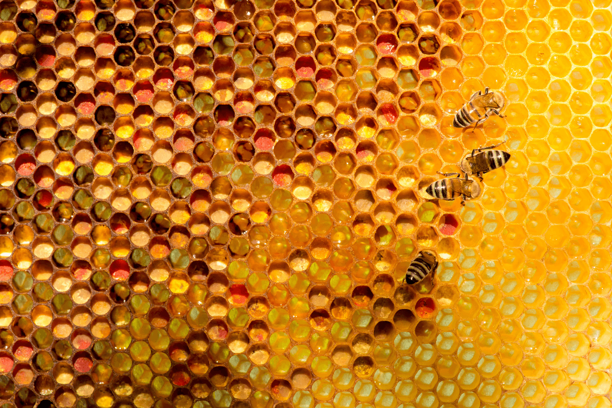 cire d'abeille cheval bienfaits