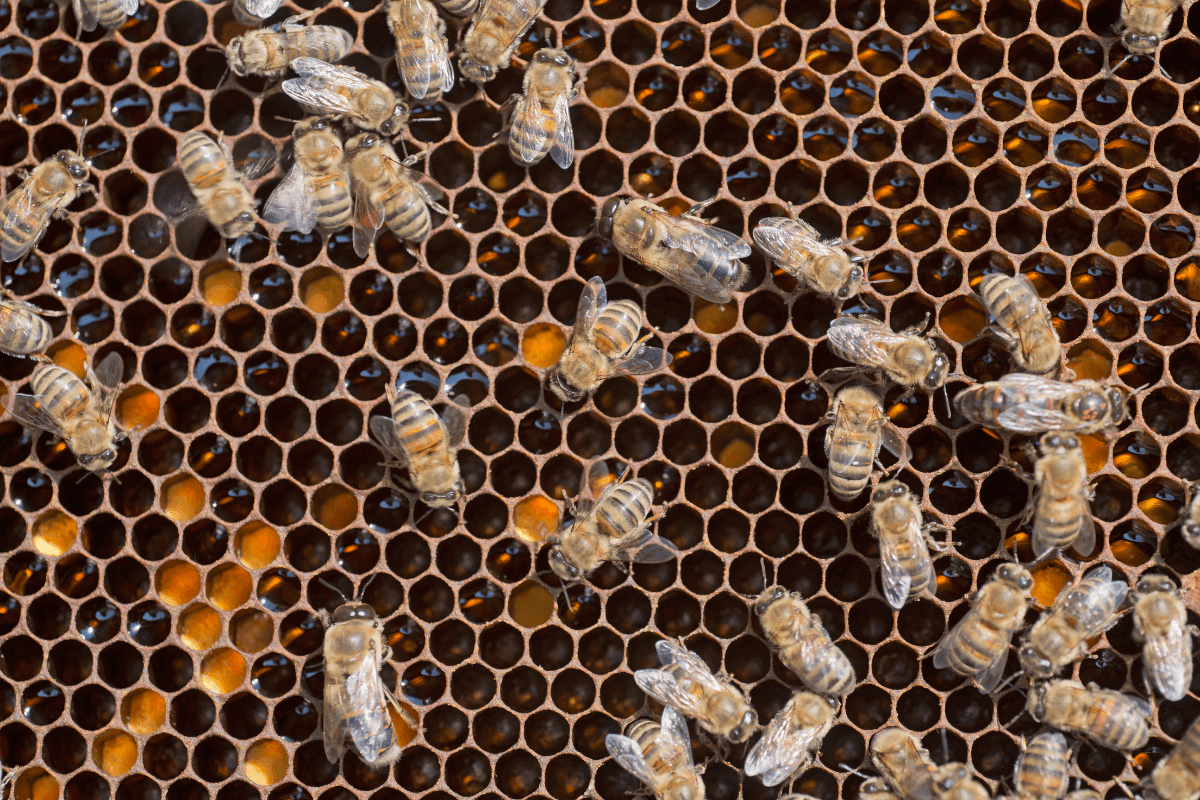 cire d'abeille cheval structurant