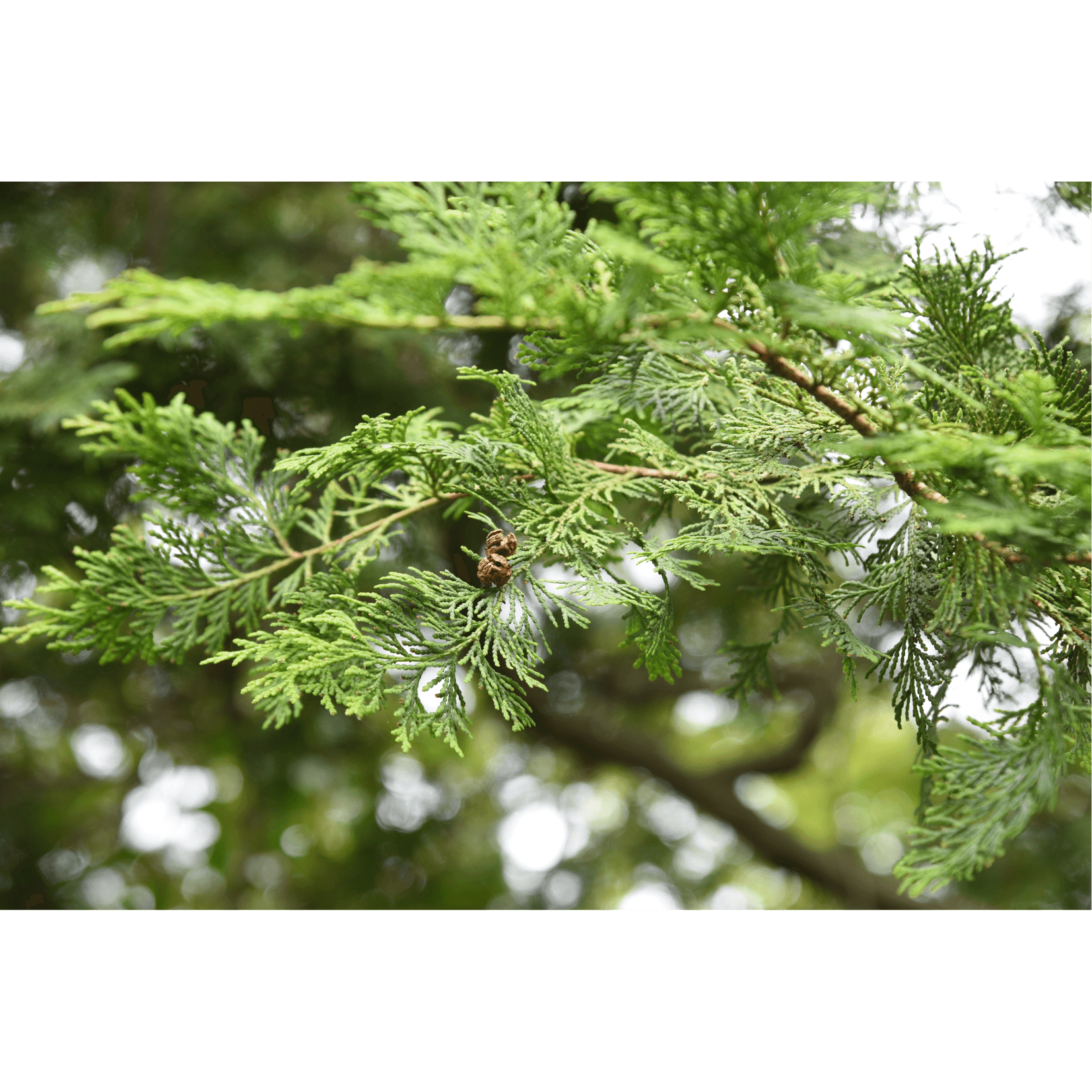 Zypressen&ouml;l adstringierend Pferde
