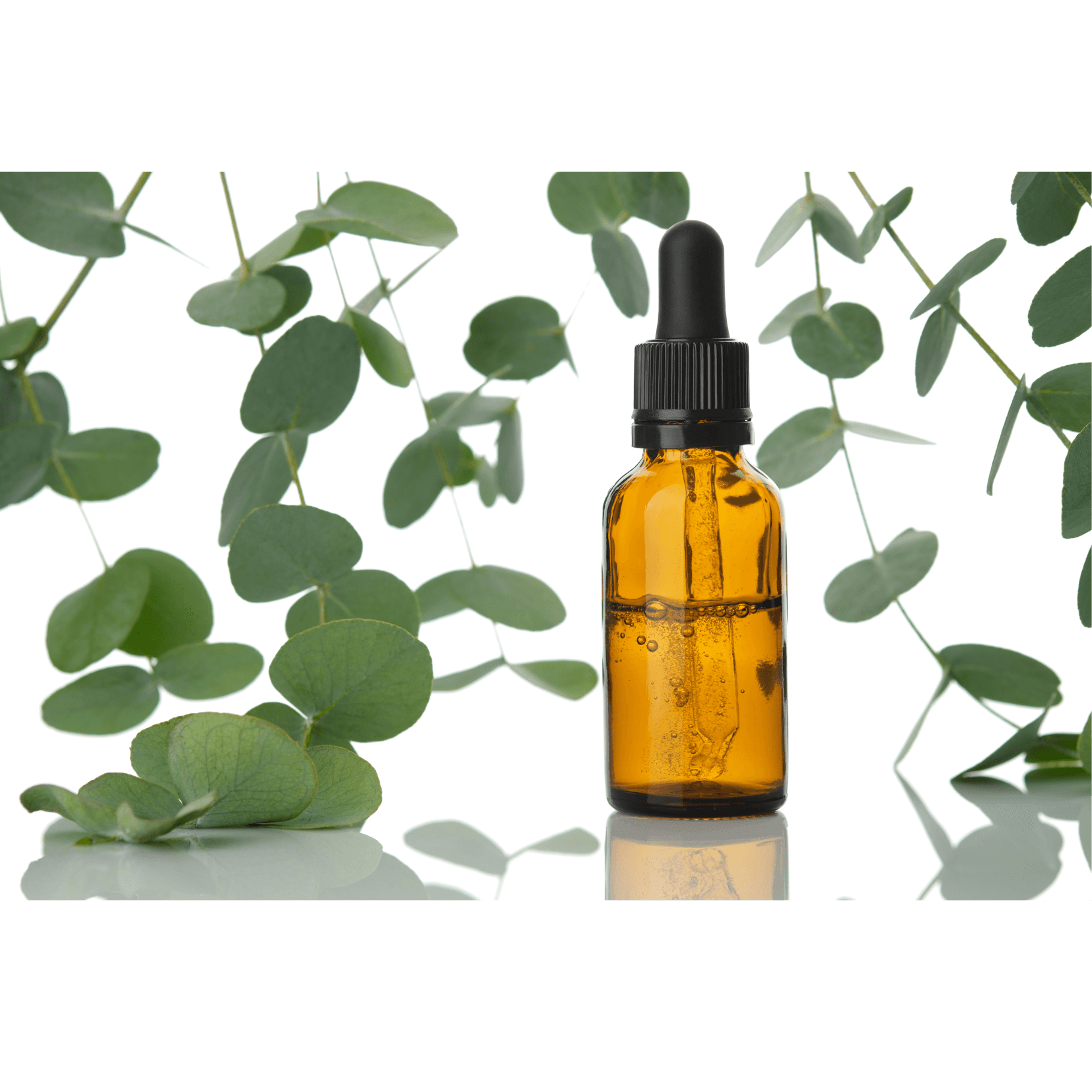 cheval eucalyptus crampes