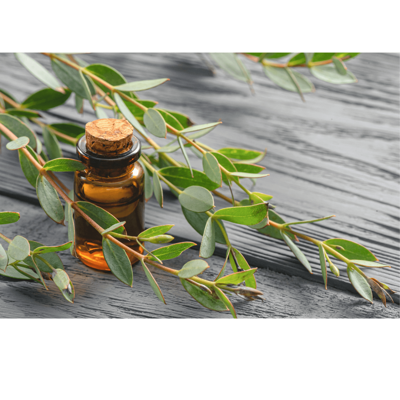 analg&eacute;sique soulagement douleur cheval eucalyptus