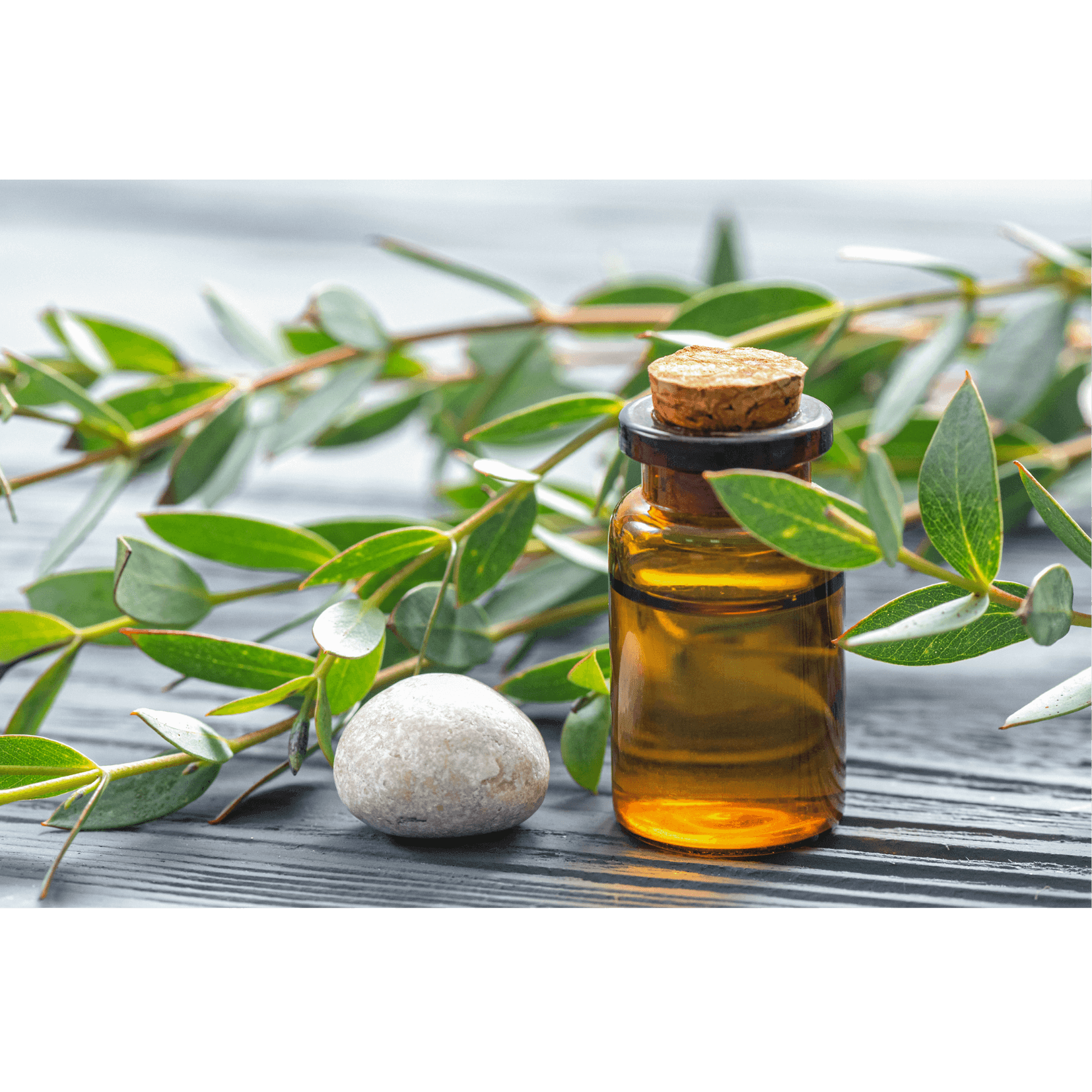 antifongique pr&eacute;venir traiter infections cheval eucalyptus