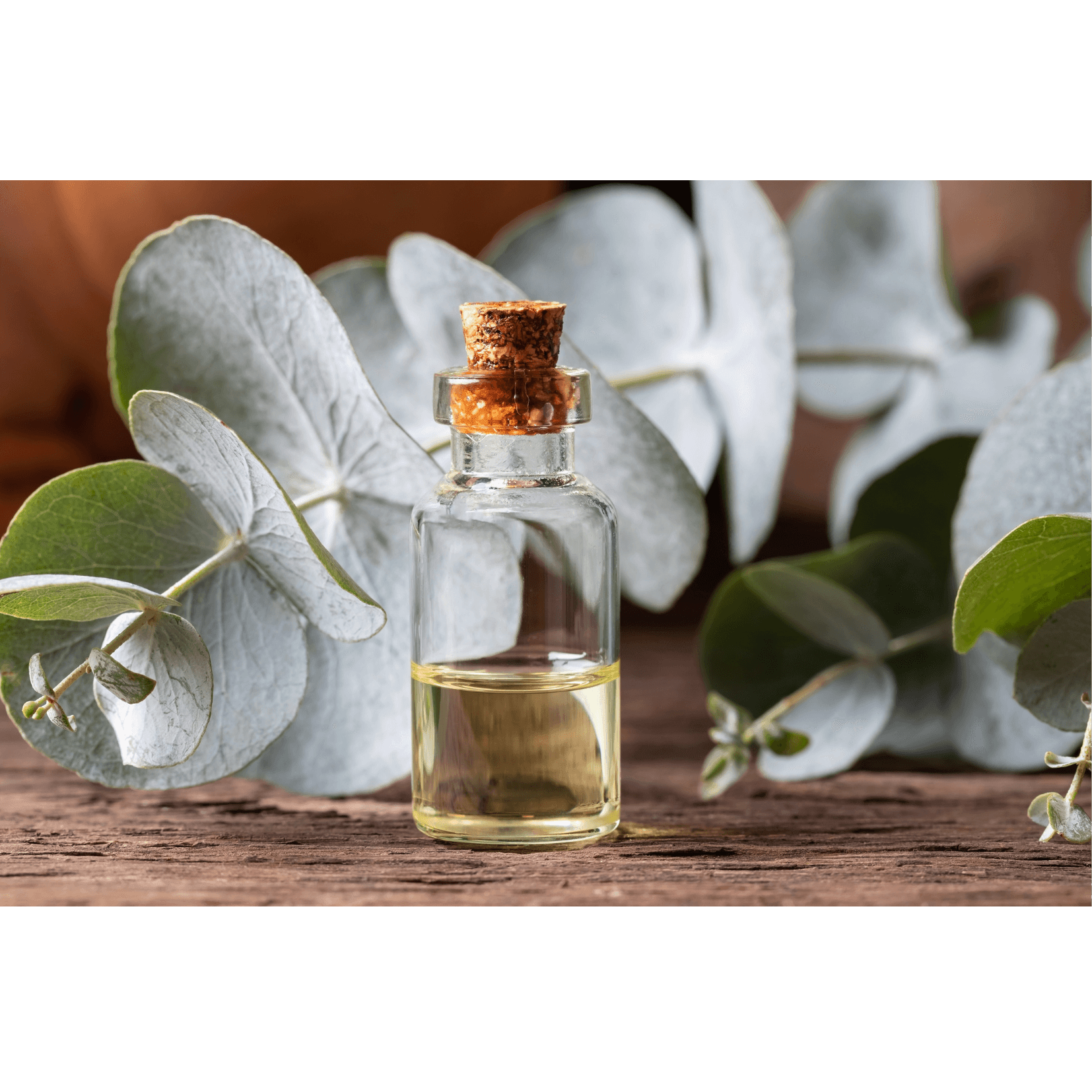 r&eacute;pulsif insectes cheval eucalyptus