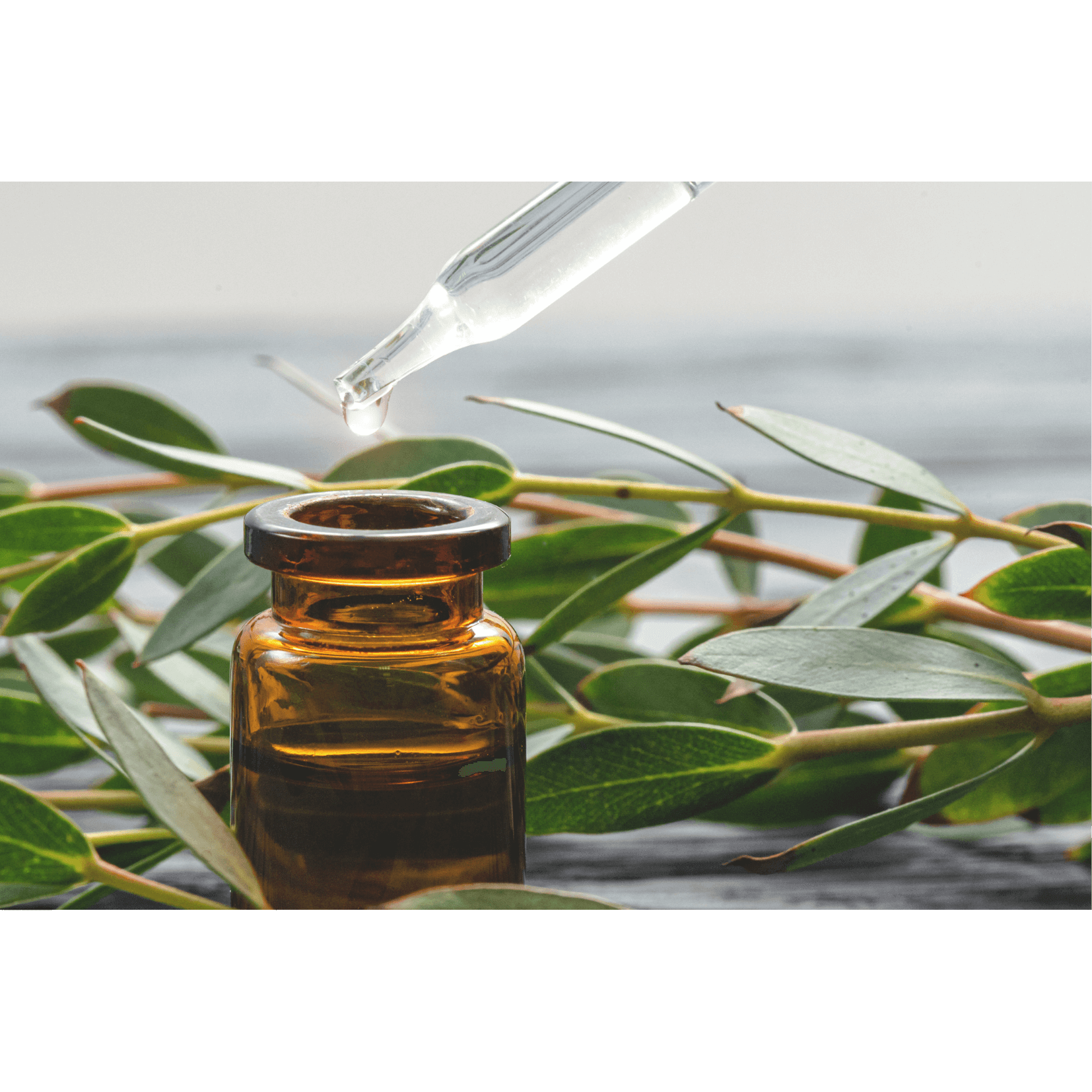 anti inflammatoire soulagement douleur cheval eucalyptus