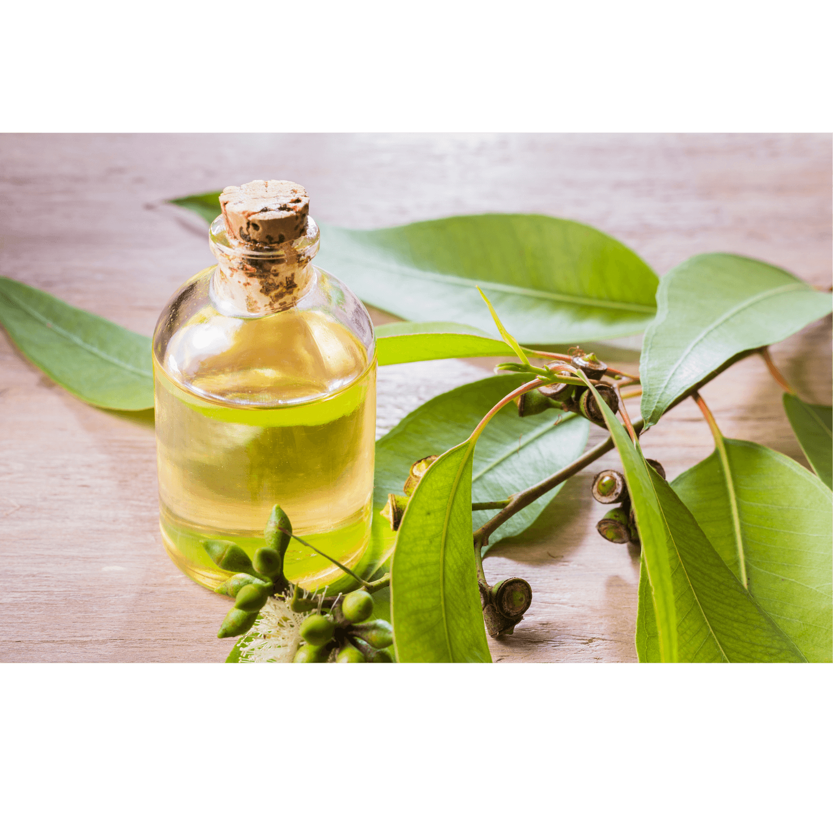 rafra&icirc;chissant soulagement muscles cheval eucalyptus