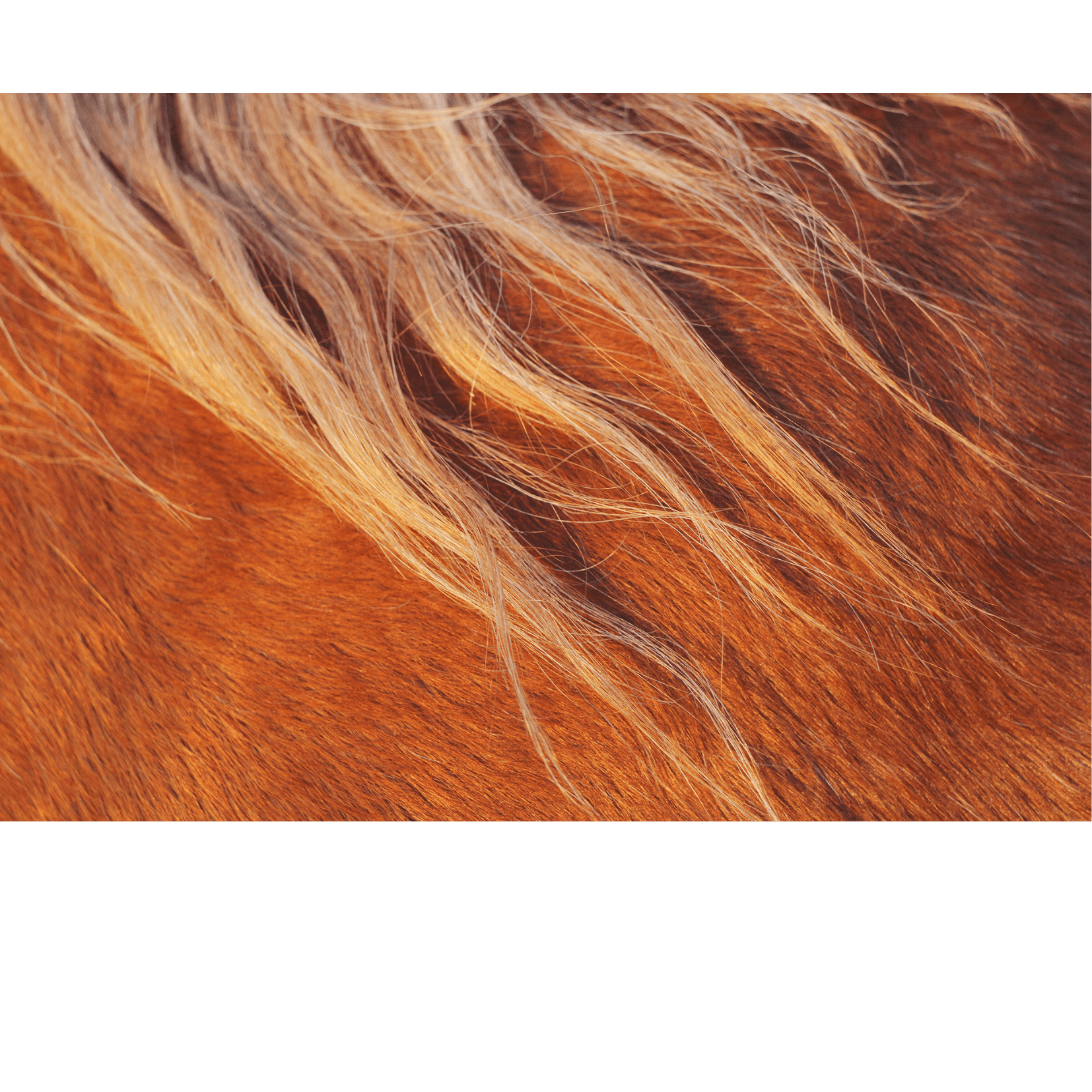 d&eacute;m&ecirc;lant crins cheval glyc&eacute;rine