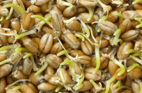 Huile essentielle de germe de bl&eacute;