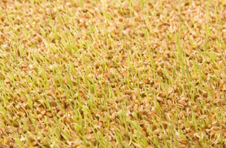 Protection UV germe de bl&eacute;