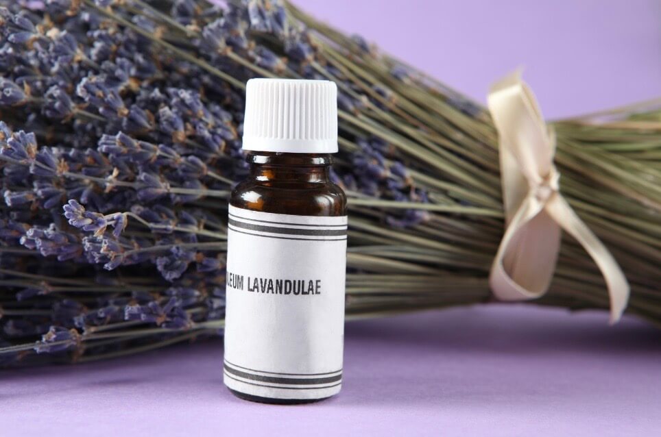 Lavendel&ouml;l Pferd