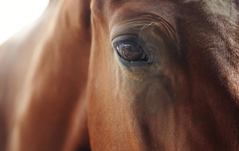 Lavendel&ouml;l Pferd insektenabwehrend