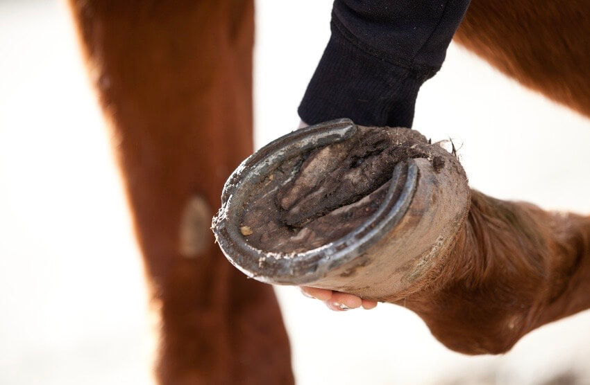 Lavendel&ouml;l Pferd f&ouml;rdert