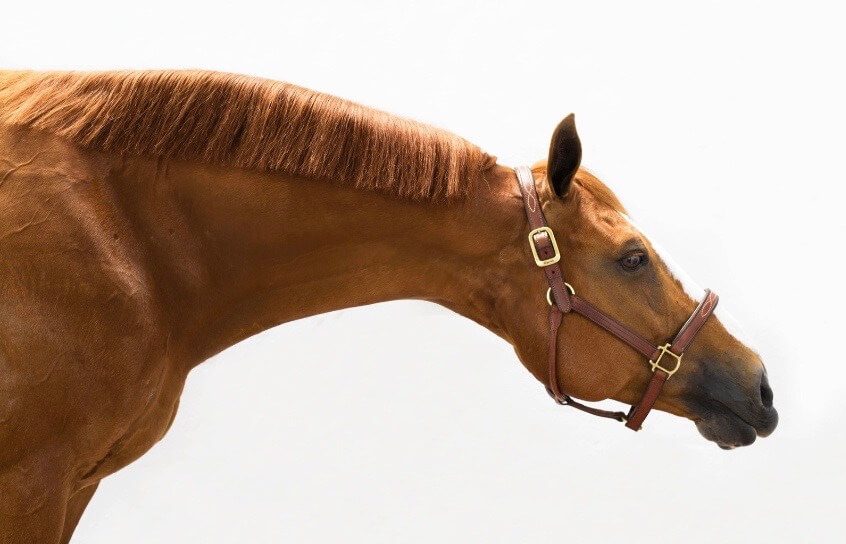 Lavendel&ouml;l Pferd antimykotisch