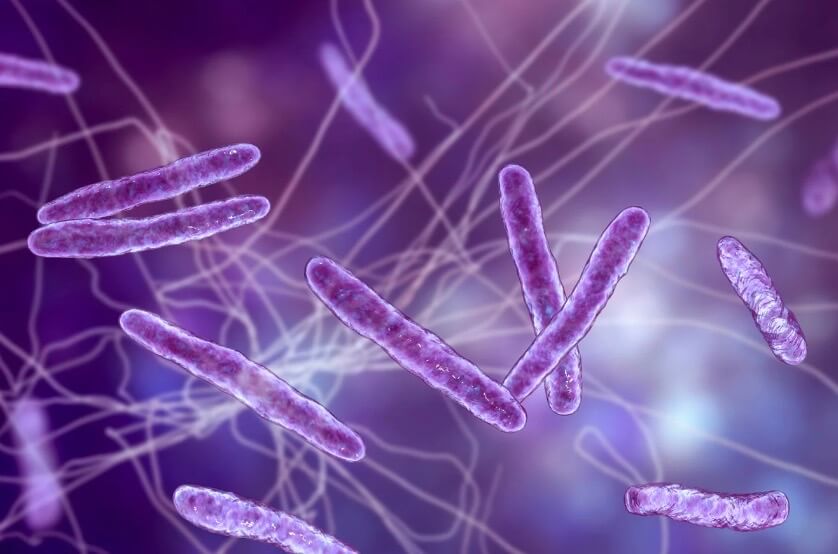 Lavendel&ouml;l Pferd antibakteriell