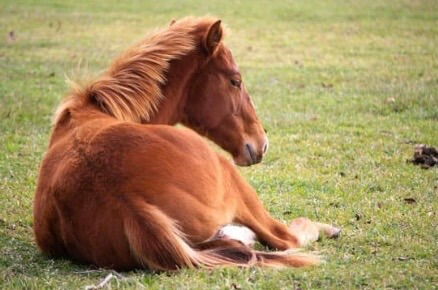 Lavendel&ouml;l Pferd entspannend