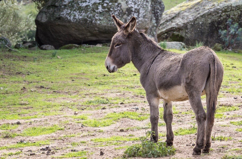 Lavendel&ouml;l Pferd Schmerzlinderung