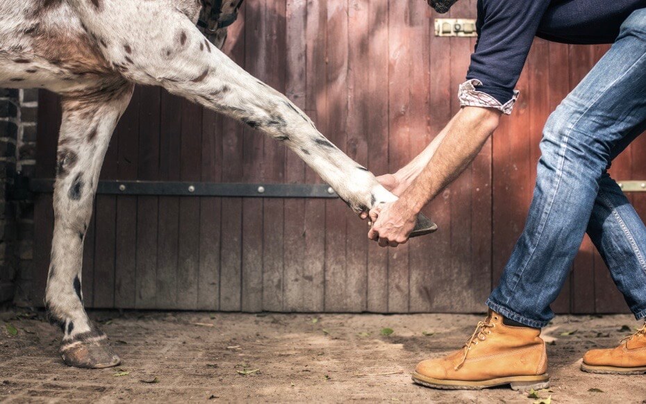 Lavendel&ouml;l Pferd entspannend