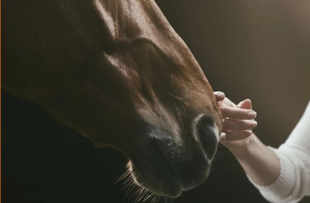 huile de coco sabots cheval