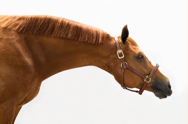 huile de coco sabots cheval