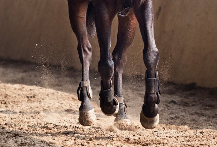 huile de coco sabots cheval