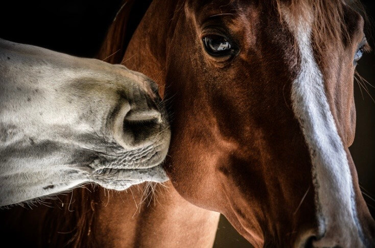 huile de coco sabots cheval