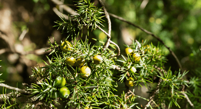 soins contre dermite cheval 