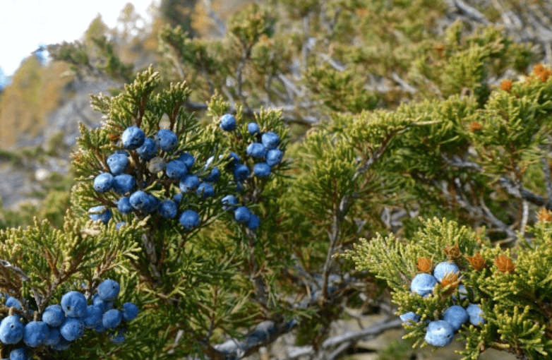 Caden&ouml;l Pferd antiparasit&auml;r