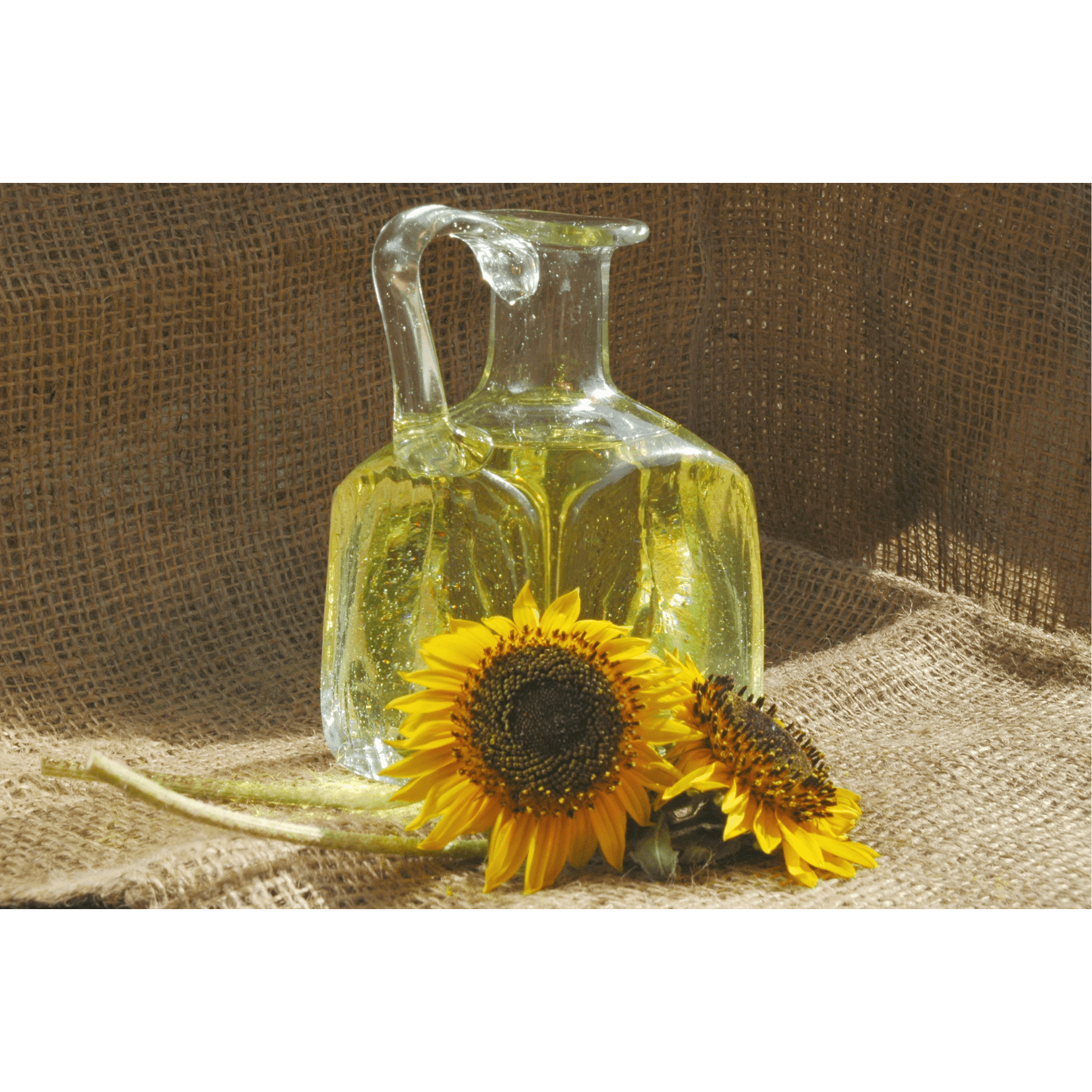 cheval huile de tournesol blessures d&eacute;chirer fatiguer