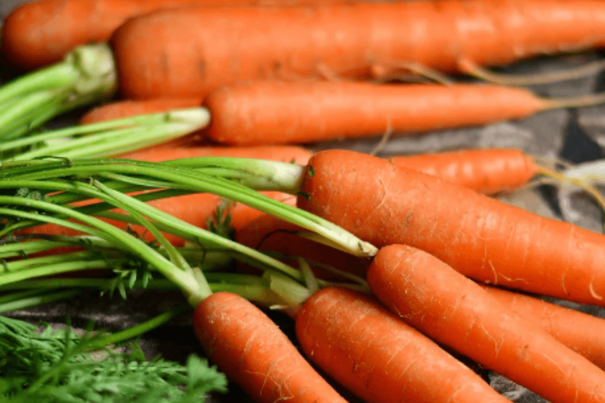 Karottensamen&ouml;l Eigenschaften Pferde