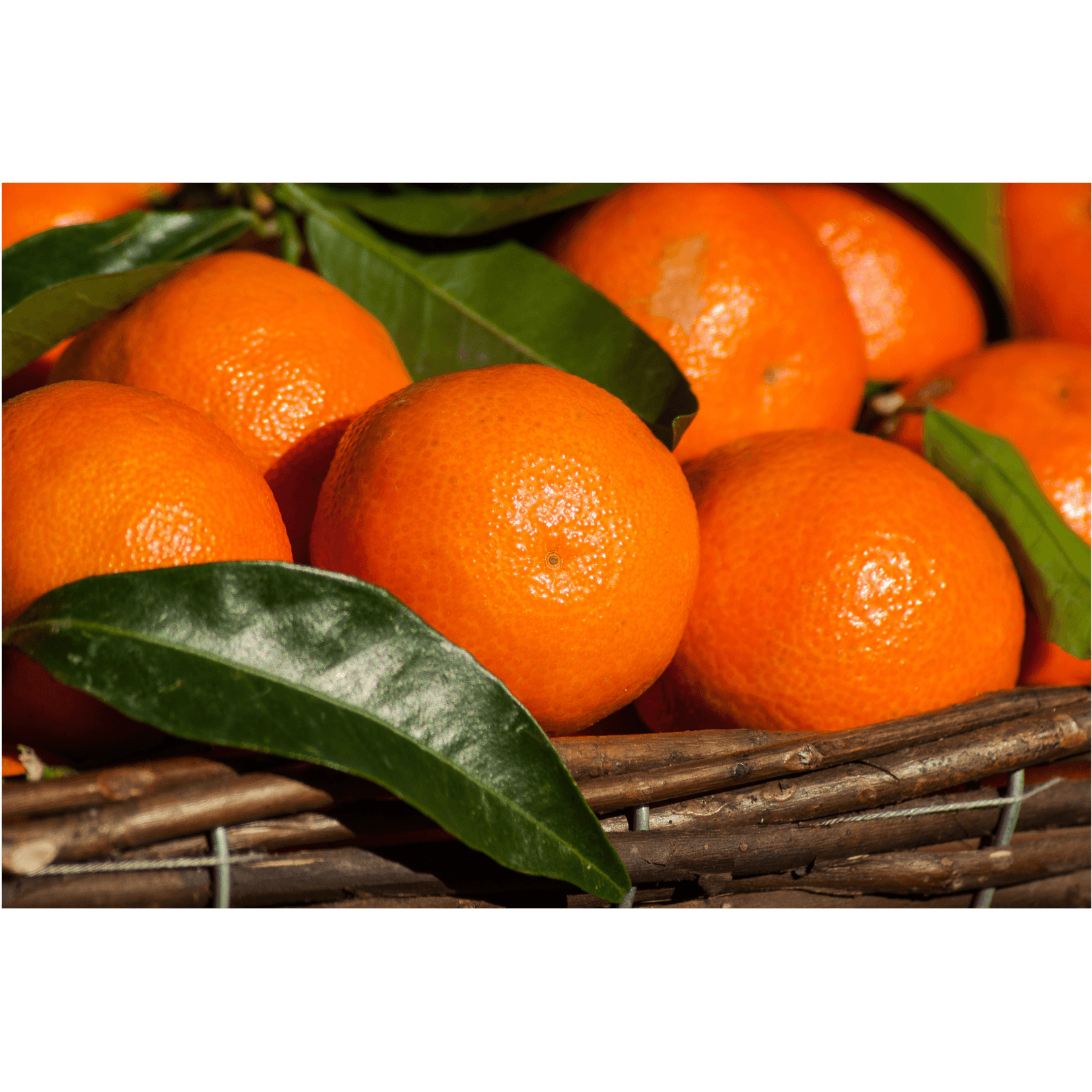 Mandarine antiseptikum Pferde