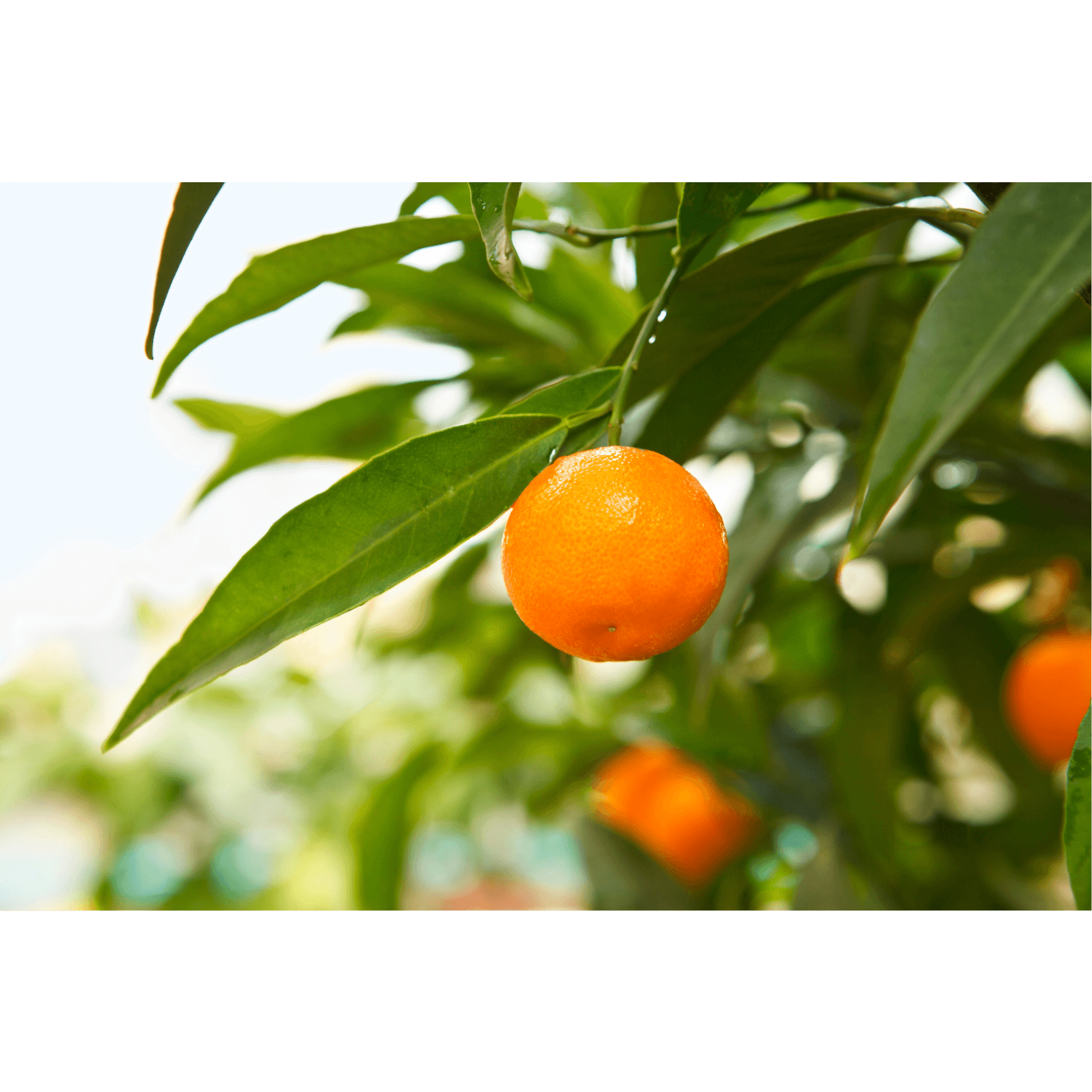 Mandarine Insektenschutz Pferde