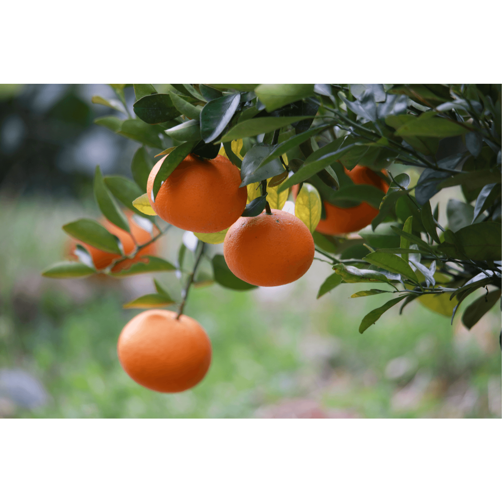 Mandarine Durchblutung Pferde