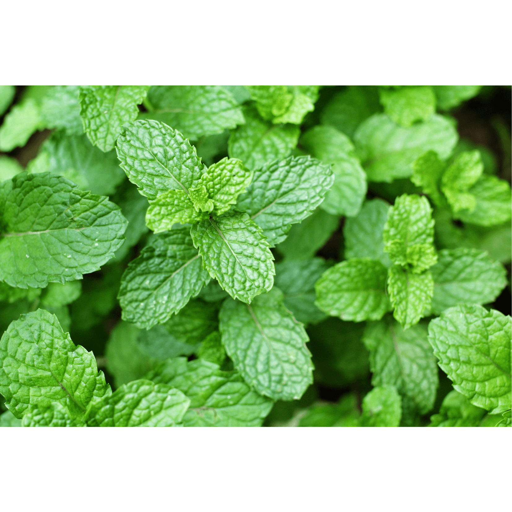 menthe poivr&eacute;e rafra&icirc;chissant cheval
