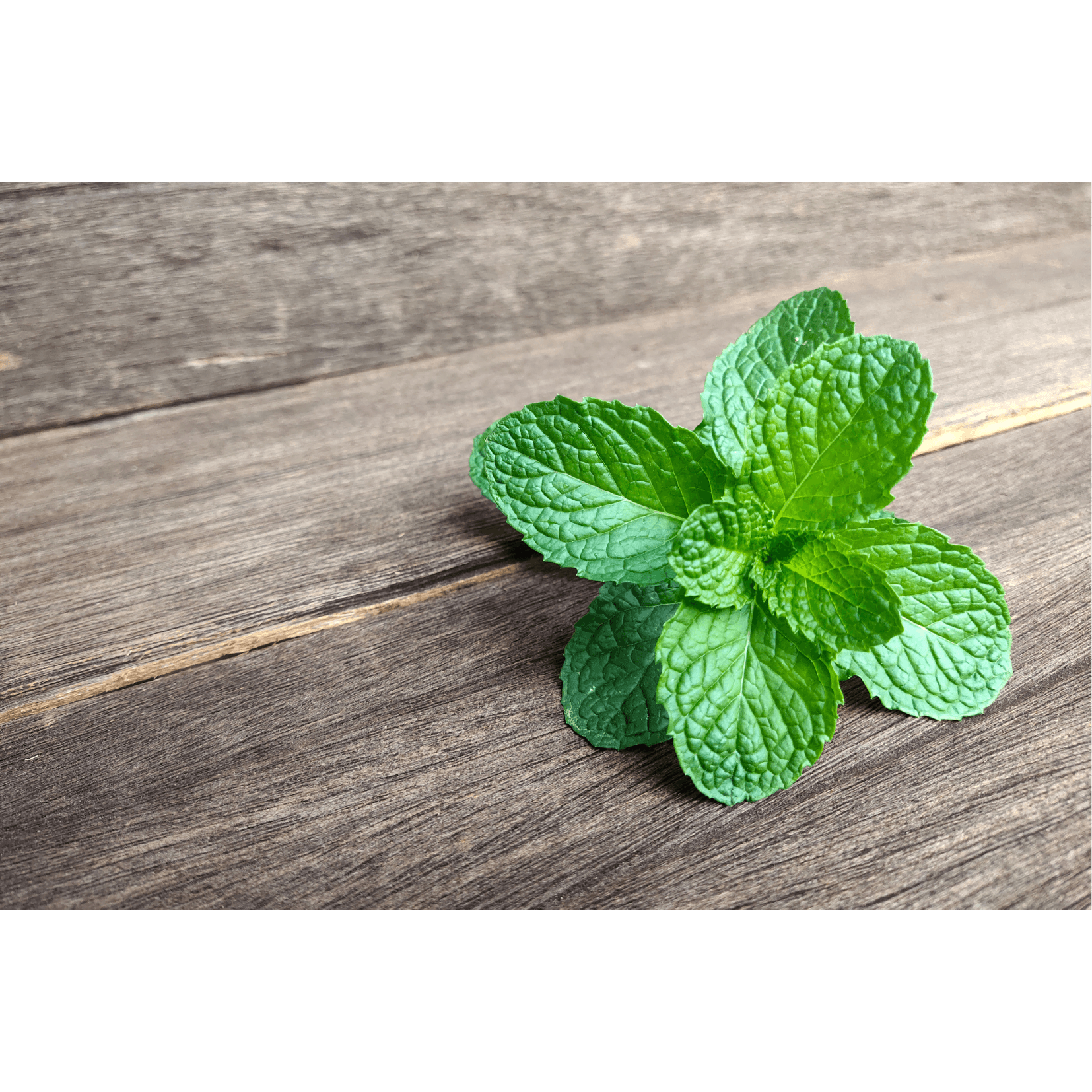 menthe poivr&eacute;e circulation sanguine cheval