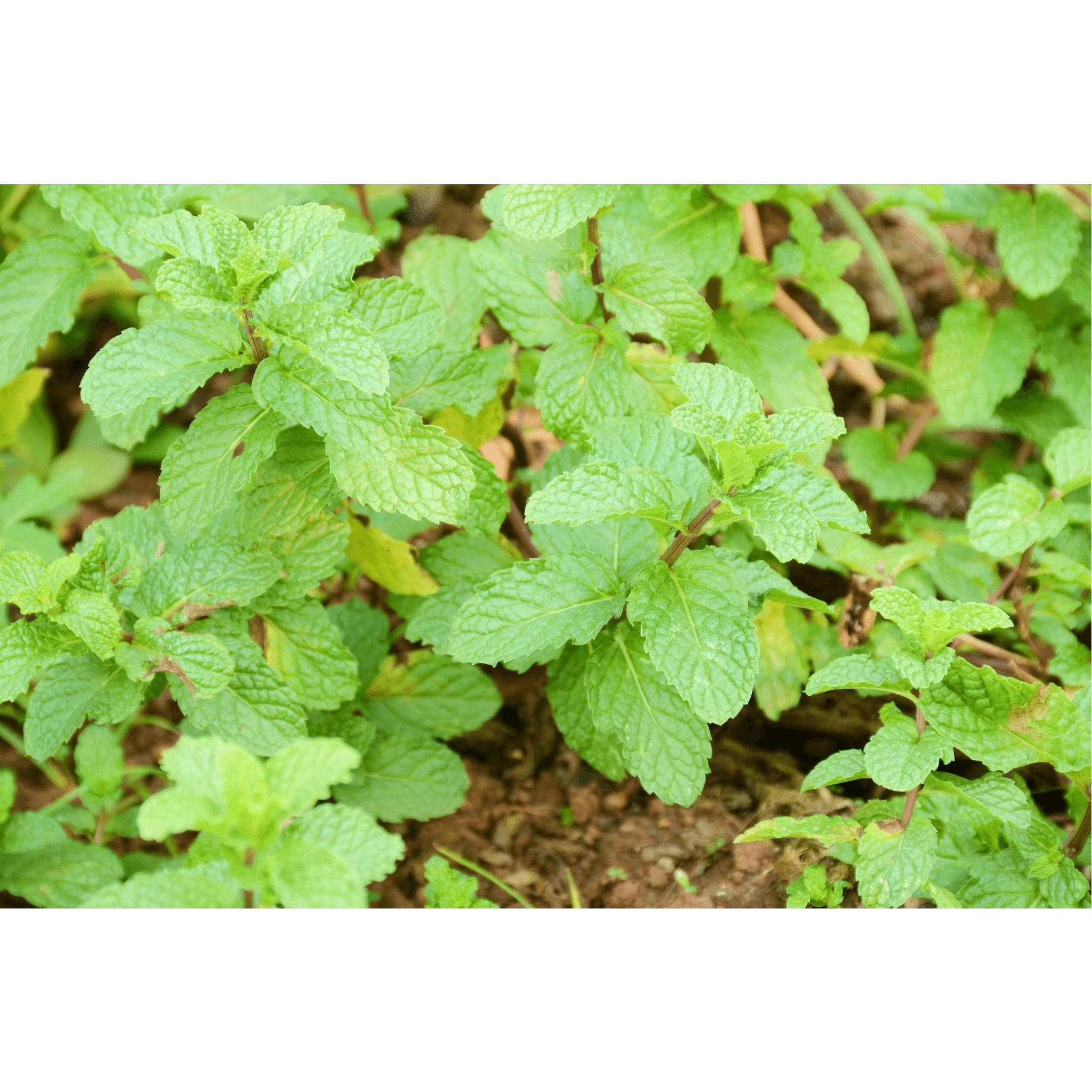 menthe poivr&eacute;e douleur musculaire cheval