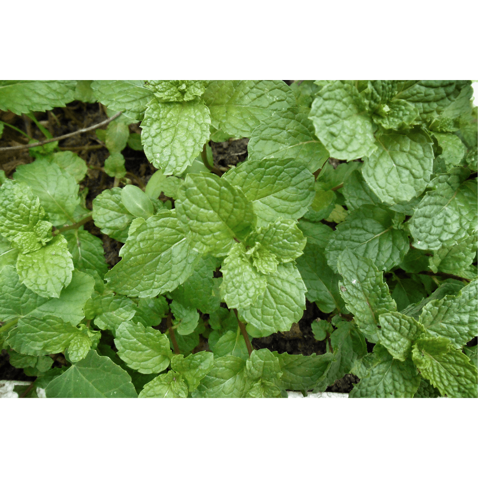 menthe poivr&eacute;e anti-inflammatoire cheval