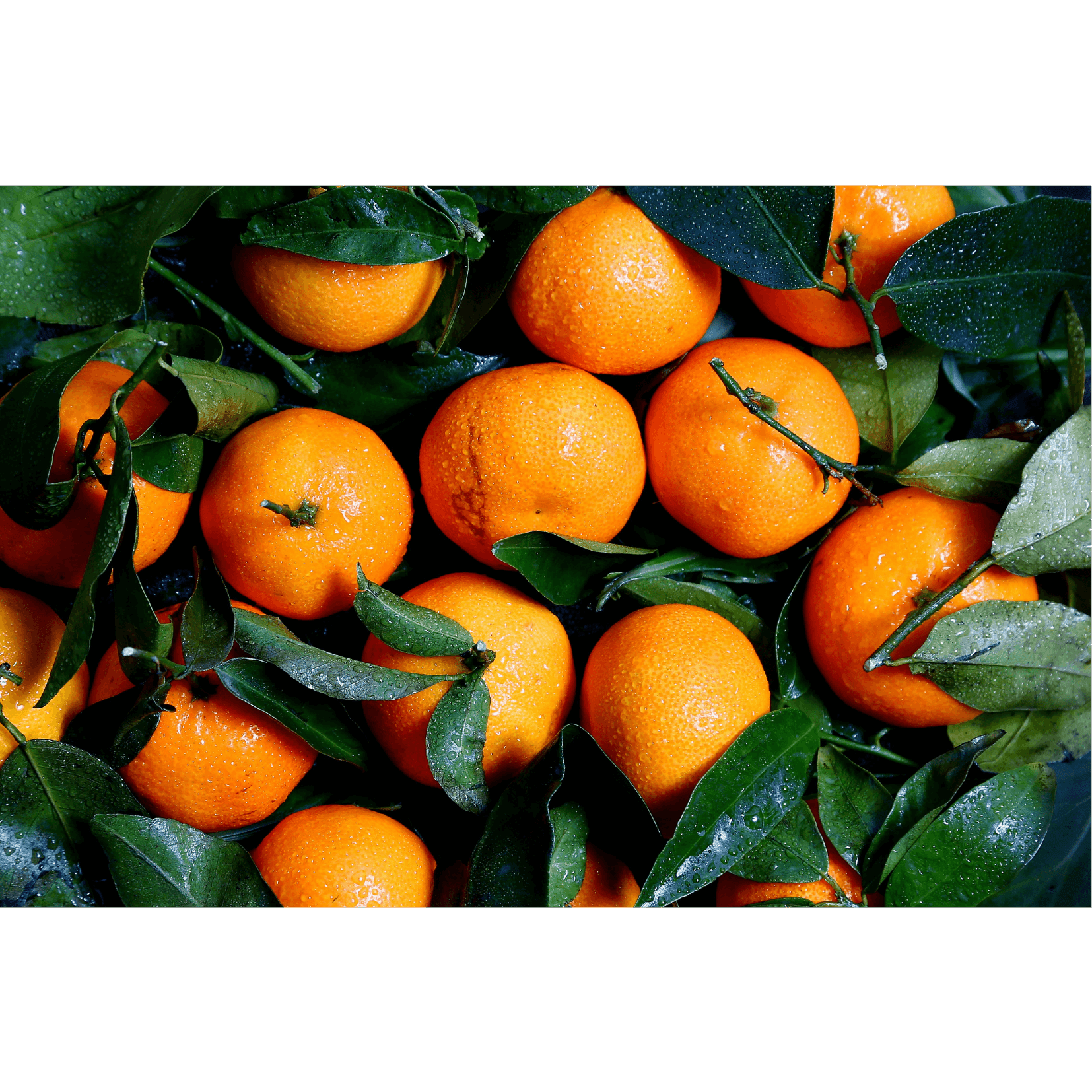 Mandarine Glanz Pferde