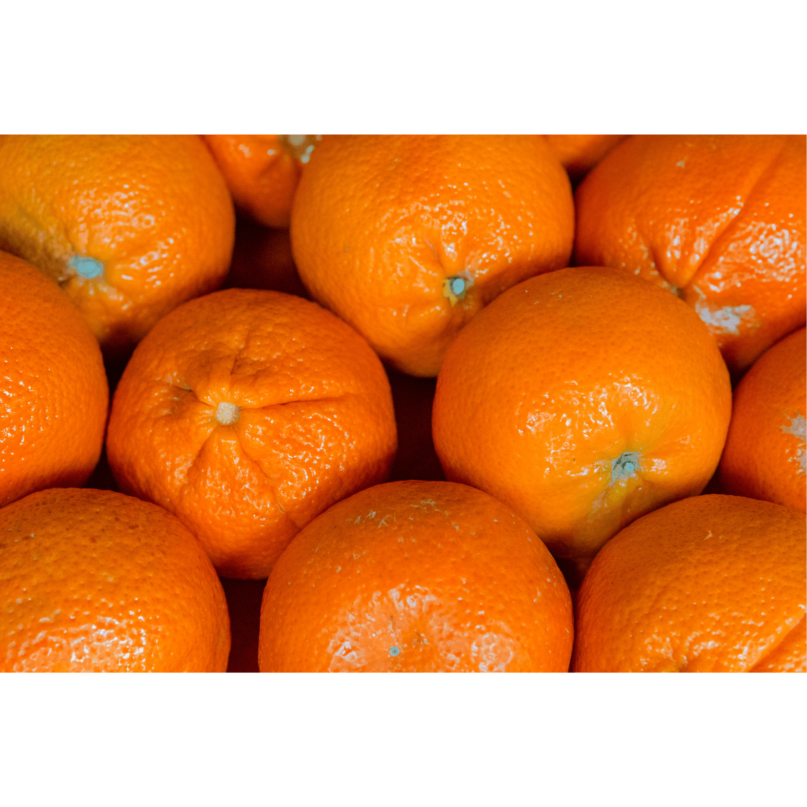 Orange nat&uuml;rliche Antioxidantien Pferde gesundheit