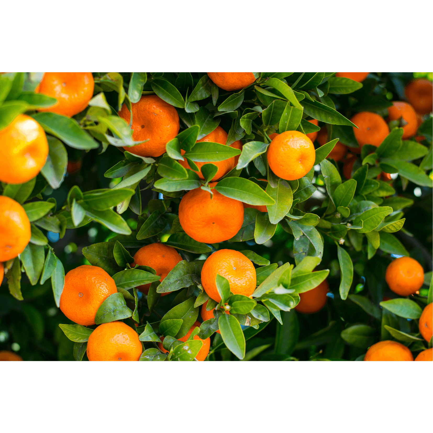 Mandarine reinigende Eigenschaften Pferde